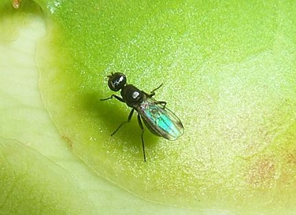 Black Scavenger Fly - note black apical spots on wings