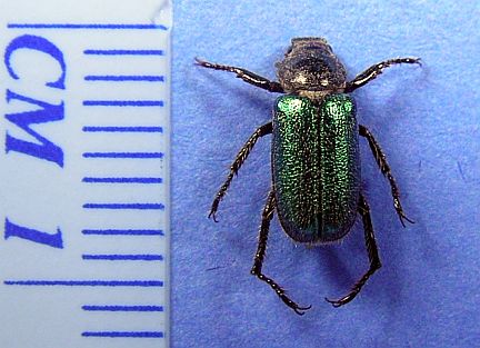 Green Rose Chafer
