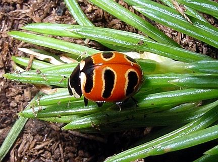 Three-banded Ladybug