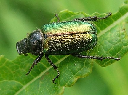 Glistening Pine Chafer