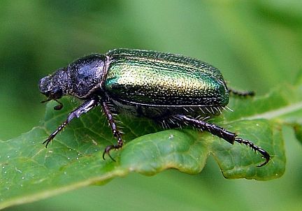 Glistening Pine Chafer