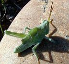 Green Fool Grasshopper