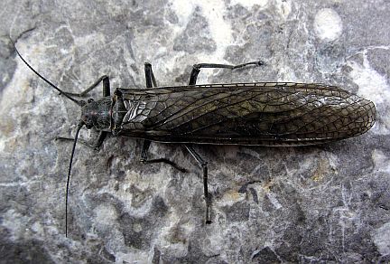 Giant Salmonfly - dorsal