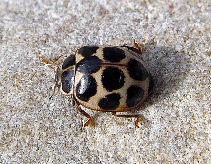 Polkadot Ladybug - pink morph