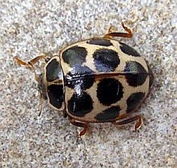 Polkadot Ladybug