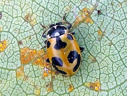 Parenthesis Ladybug