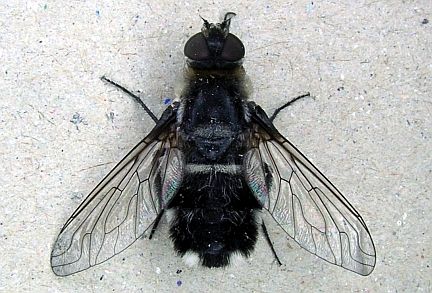 Bee Fly