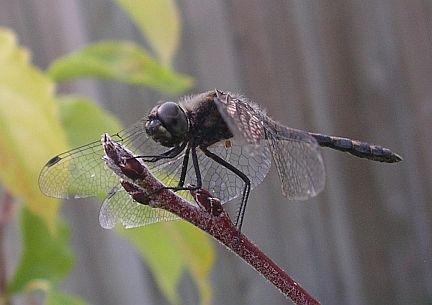 Black Meadowhawk - a mature male which is almost completely black
