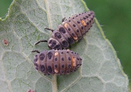 Two ladybug larvae eating aphids