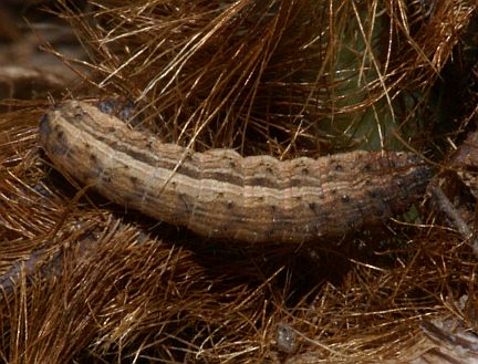 Bristly Cutworm