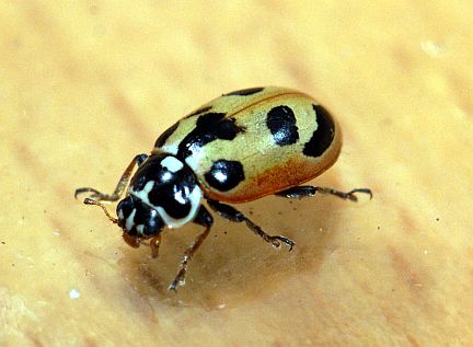 Parenthesis Lady Beetle with broken markings