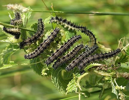 Red Admiral caterpillars on Stinging Nettle