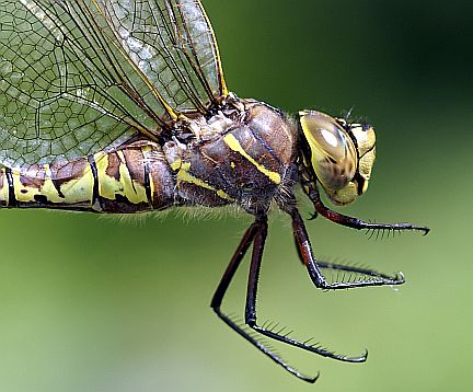 Variable Darner - side view
