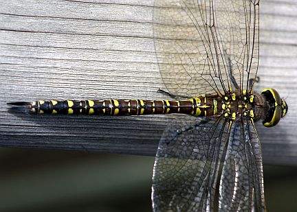 Female Variable Darner - yellow color morph