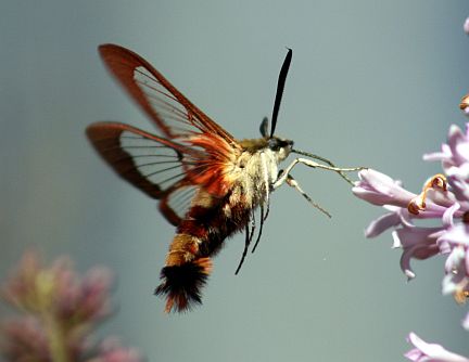 Pictures Of Moths In Alberta