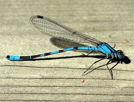 Northern Bluet - male