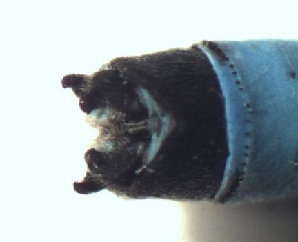 Top view of male Northern Bluet appendage (~45X magnification)