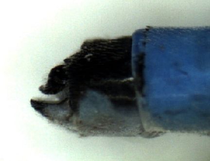 Side view of the male Nothern Bluet appendage (~45X magnification)