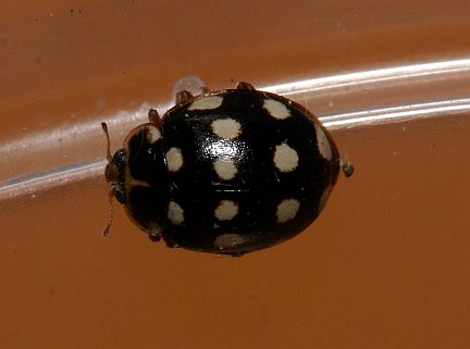 Polkadot Lady Beetle - black color morph
