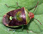 Banasa Stink Bug