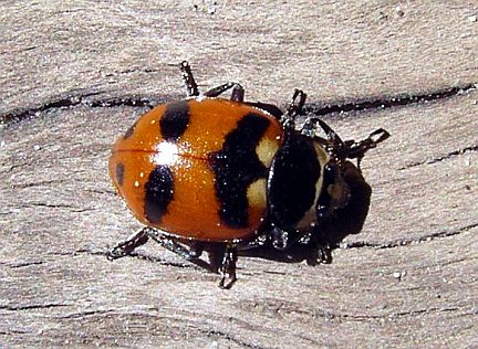 Glacial Lady Beetle