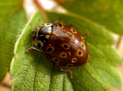 Eye-spotted Lady Beetle