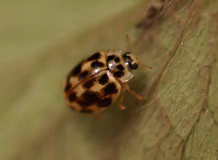 Twenty-spotted Lady Beetle