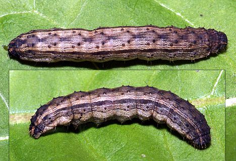 Bristly Cutworm - top and side view