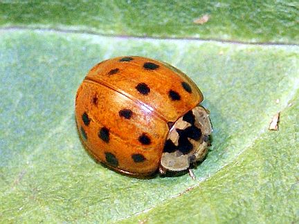 Halloween Ladybug