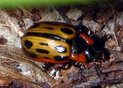 Cottonwood Leaf Beetle