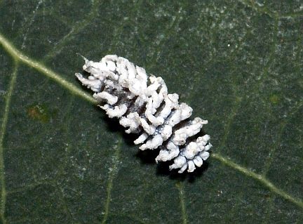 Mealybug Destroyer Larva