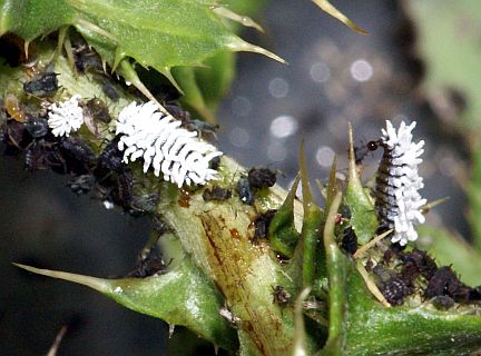 Lacustrine Lady Bug Larva with aphids