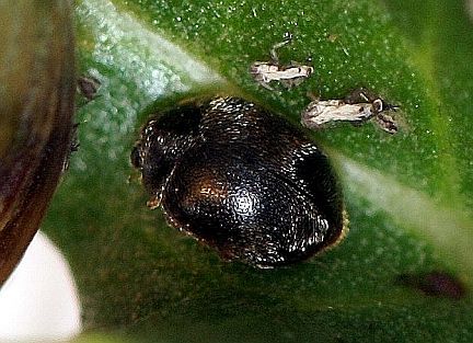 Lacustrine Ladybug