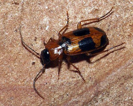 Badister Carabid