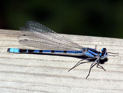Northern Bluet