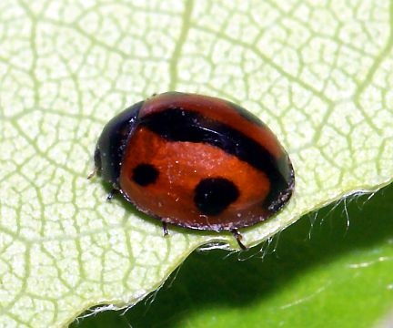 Winter Lady Beetle