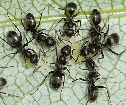 Formica podzolica tending aphids