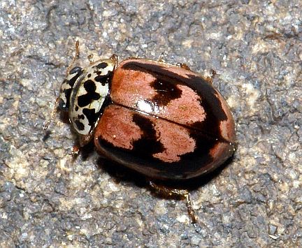 Painted Ladybug