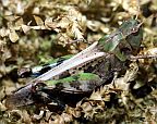 Dusky Grasshopper