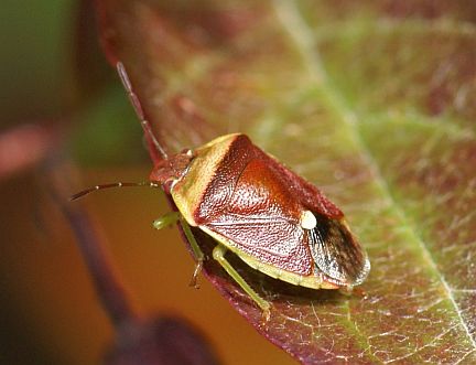 Banasa Stink Bug
