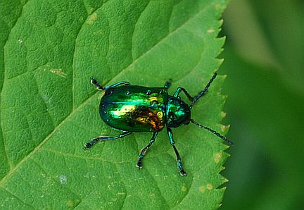 Dogbane Beetle