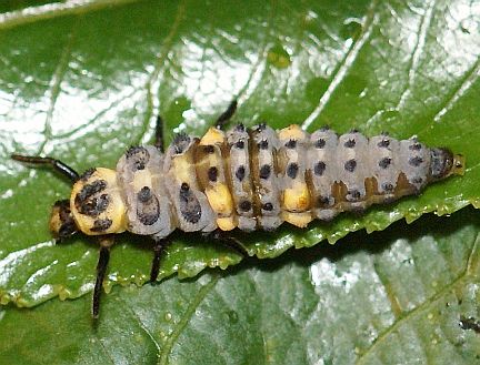 Seven Spot Ladybug Larva