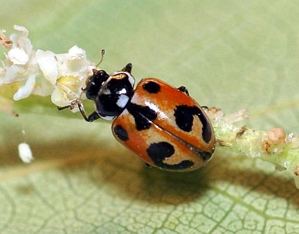 Parenthesis Ladybug