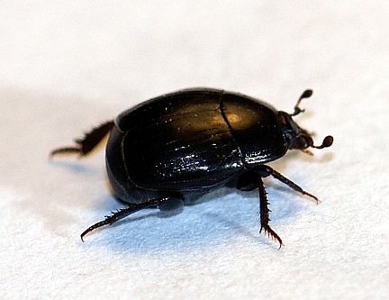 Hister Beetle