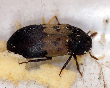 common carpet beetle. Most common carpet beetles are