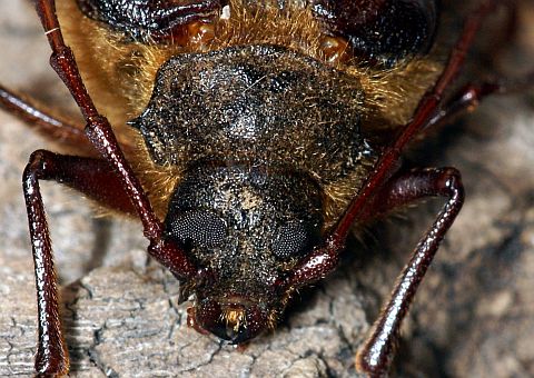 Hairy Pine Borer - note small black spine on side of pronotum.