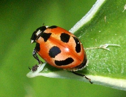 Parenthesis Ladybug