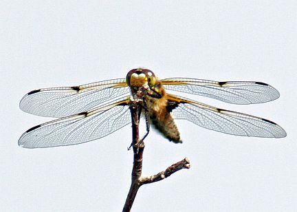 Four-spotted Skimmer