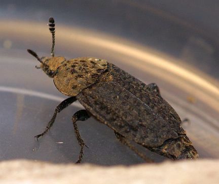 Northern Carrion Beetle