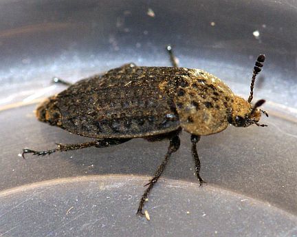 Northern Carrion Beetle